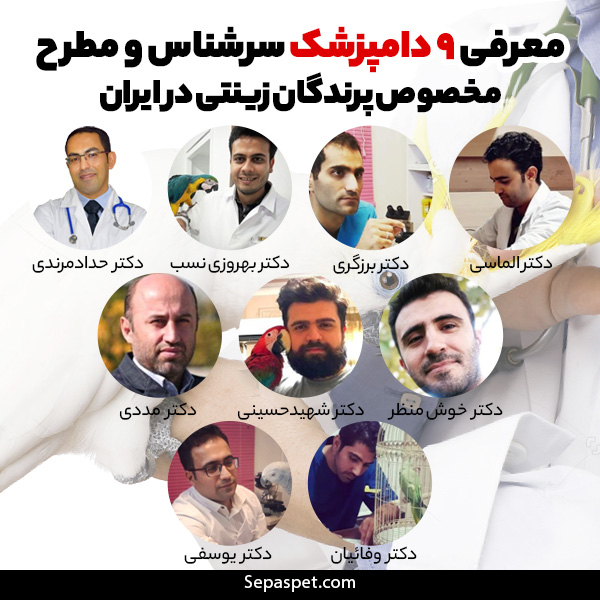 معرفی دامپزشک پرندگان و طوطی سانان ایران