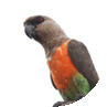 پرنده آفریقایی سینه سرخ