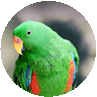 وزن اکلکتوس eclectus parrot weight