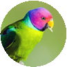 پاراکیت-سرآلویی-Plum-Headed-Parakeet