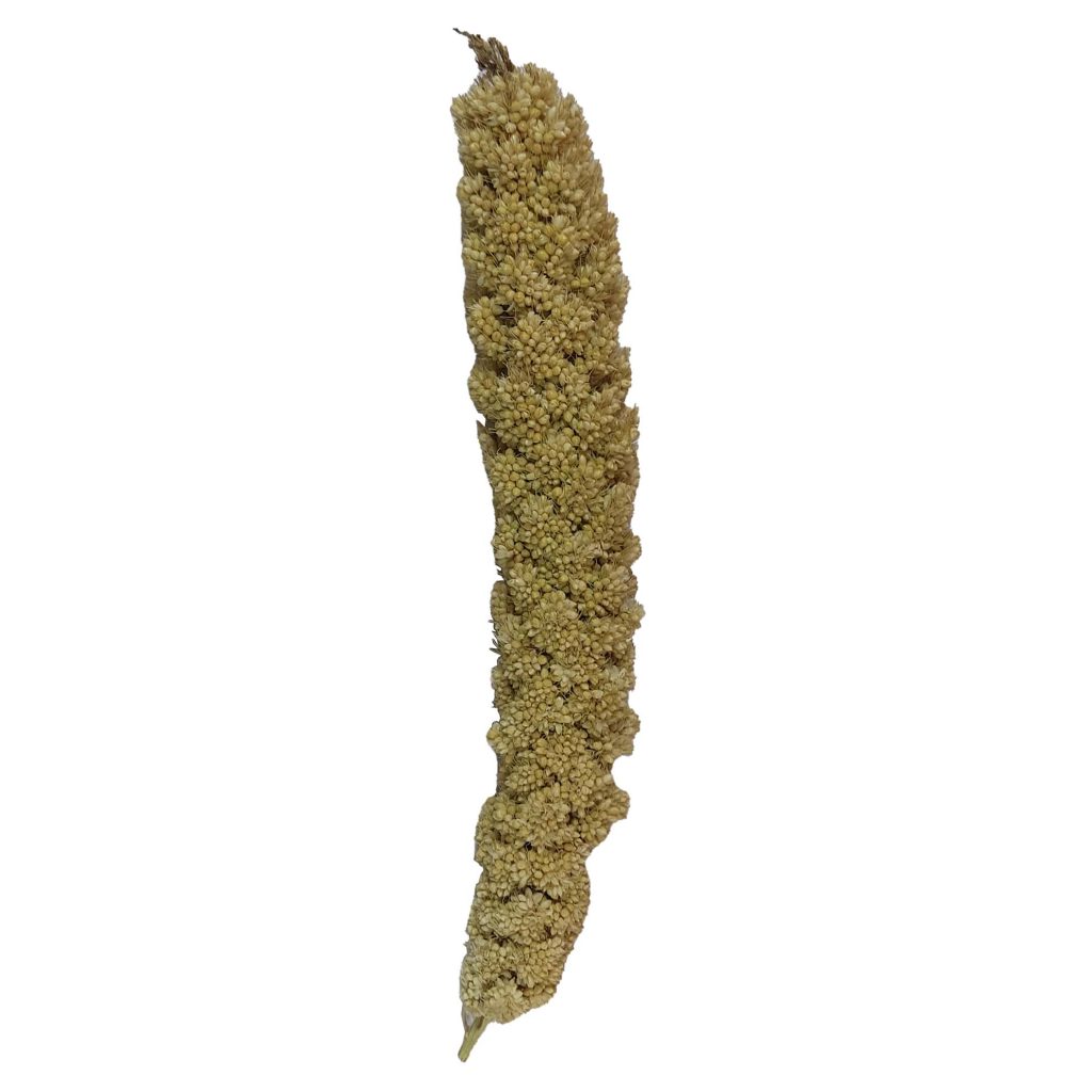 ارزن خوشه ای طوطی پرنده و عروس هلندی