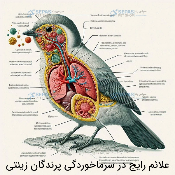 علائم رایج در سرماخوردگی پرنده زینتی